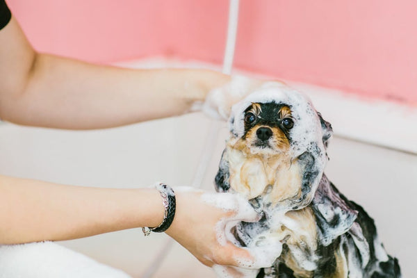 non-toxic shampoos and soaps for your dog - Beauty by Earth Peppermint Tea Tree Body Wash