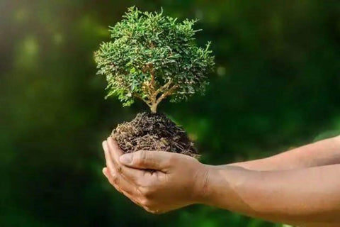 Image of two hands holding a small plant on a green background.