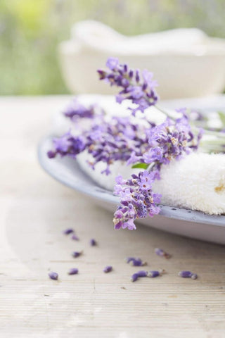 Image of a lavender plant laying on a white towel.
