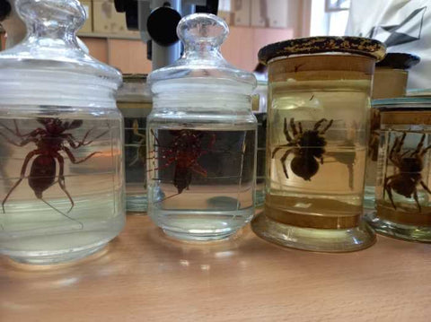 Bugs in jars preserved in formaldehyde
