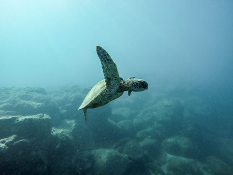 Turtle swimming in open ocean