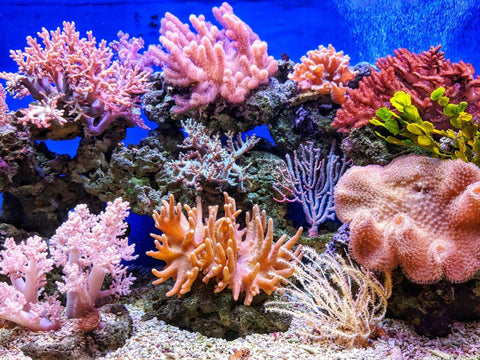 A colorful coral reef