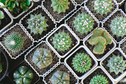 Top view of cacti in planters