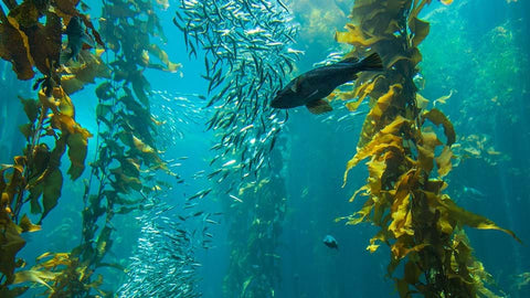 Image of seaweed, a weird beauty ingredient, in an underwater setting.