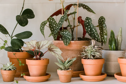 various eco-friendly terracotta plants