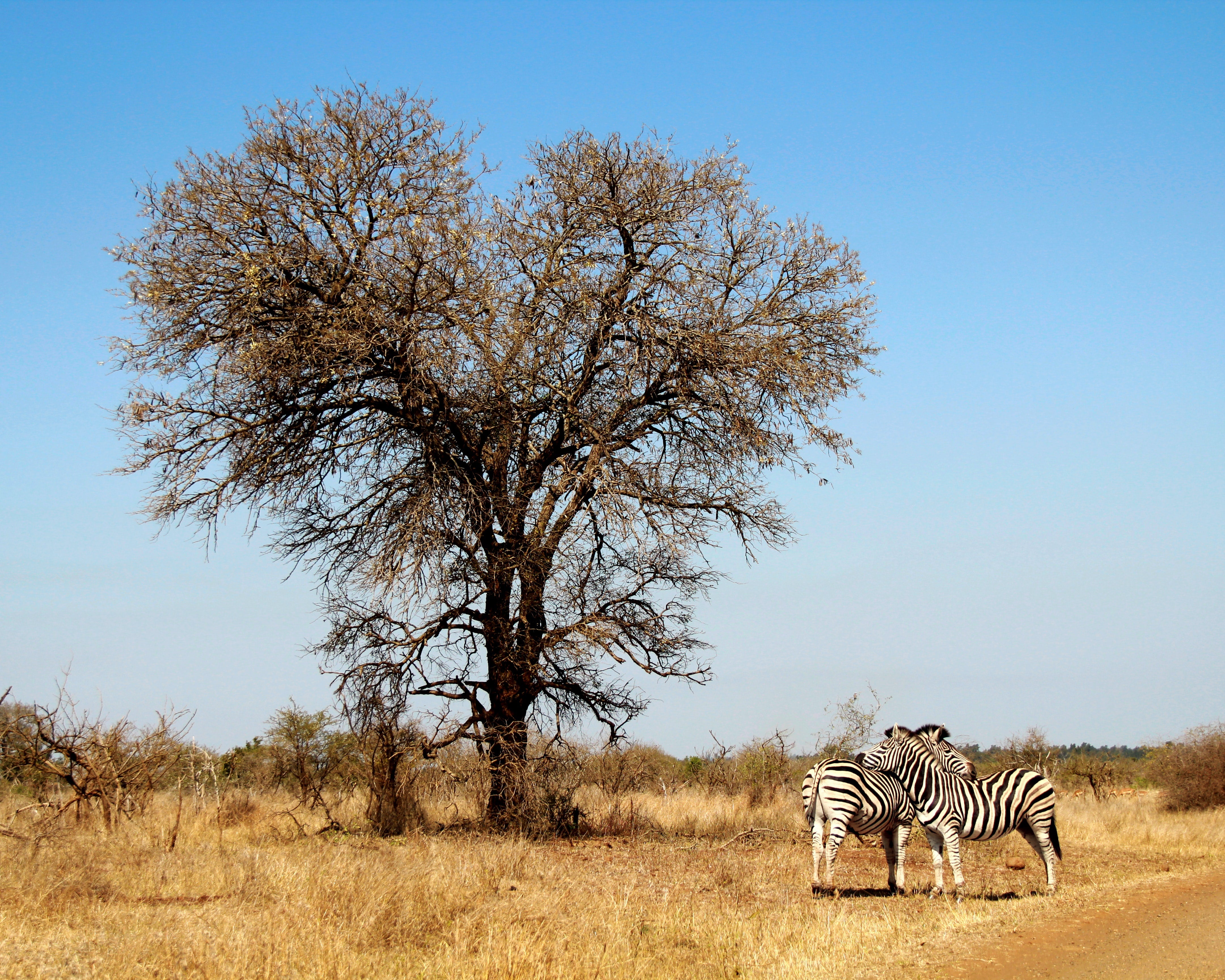 Kruger_National_Park