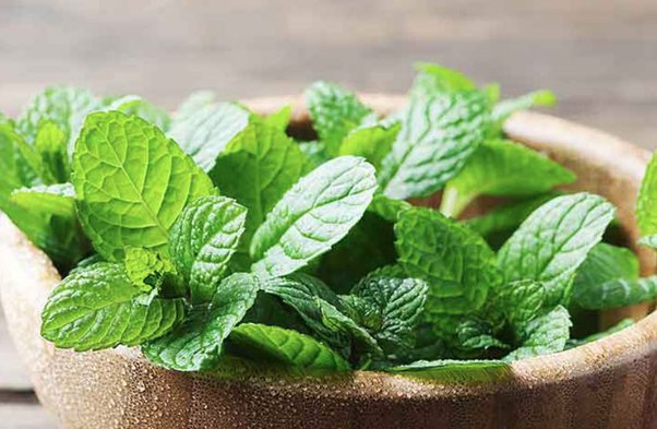 Mint's