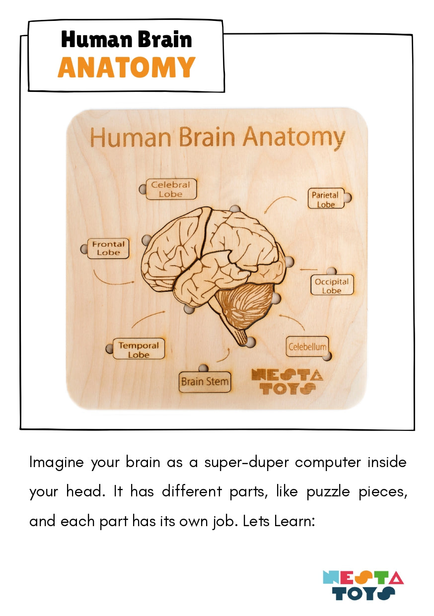 Human Brain Anatomy Puzzle
