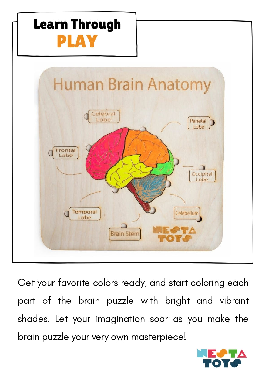 Human Brain Anatomy Puzzle