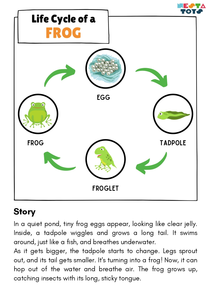 Life Cycle Puzzles | Coloring Activity (36 Pcs)- Frog