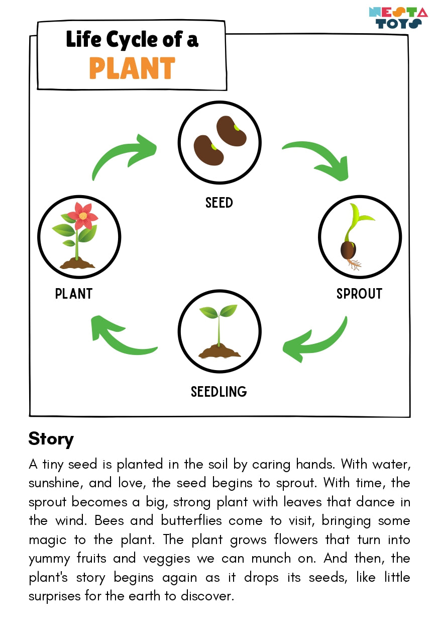 Life Cycle Puzzles | Coloring Activity (36 Pcs)-  Plant