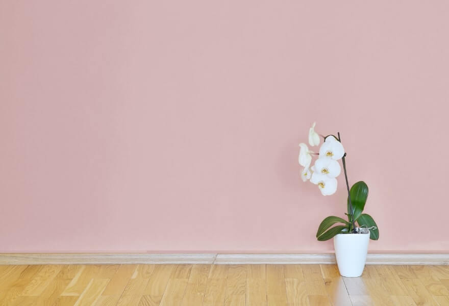 pale-pink-wall-trending-wall-colours-for-2023