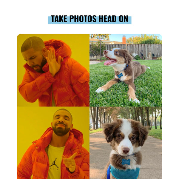 Drake doesn't like photos of the side of a dog's face. Drake likes photos taken head on looking right at your pup.