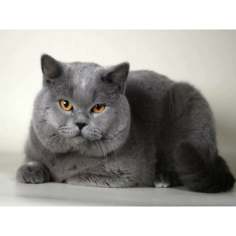 Kit Broderie Diamant Chat British Shorthair Brodeuse De Diamant