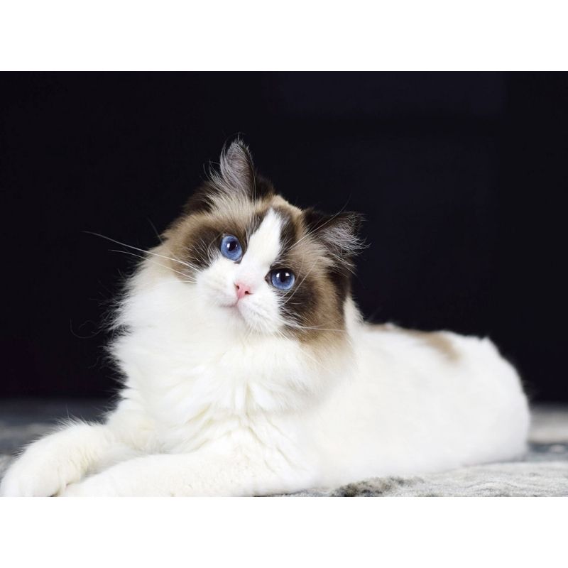 Kit Broderie Diamant Chat Ragdoll Brodeuse De Diamant