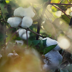 Cotton plants