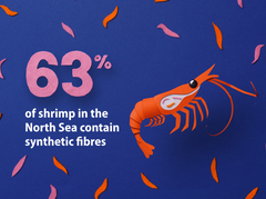 63% of shrimp in the North Sea contain synthetic fibres