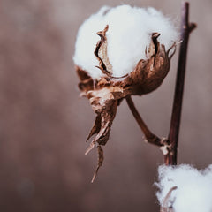 Cotton Plant Stem