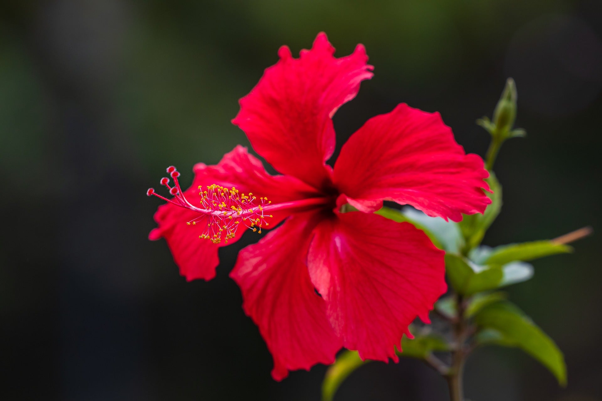 hibiscus-flower-6054493_1920