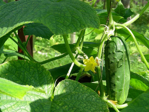 Cucumber: English (4-inch)
