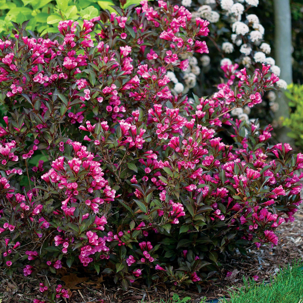 Shrubs – Lakeside Garden Gallery