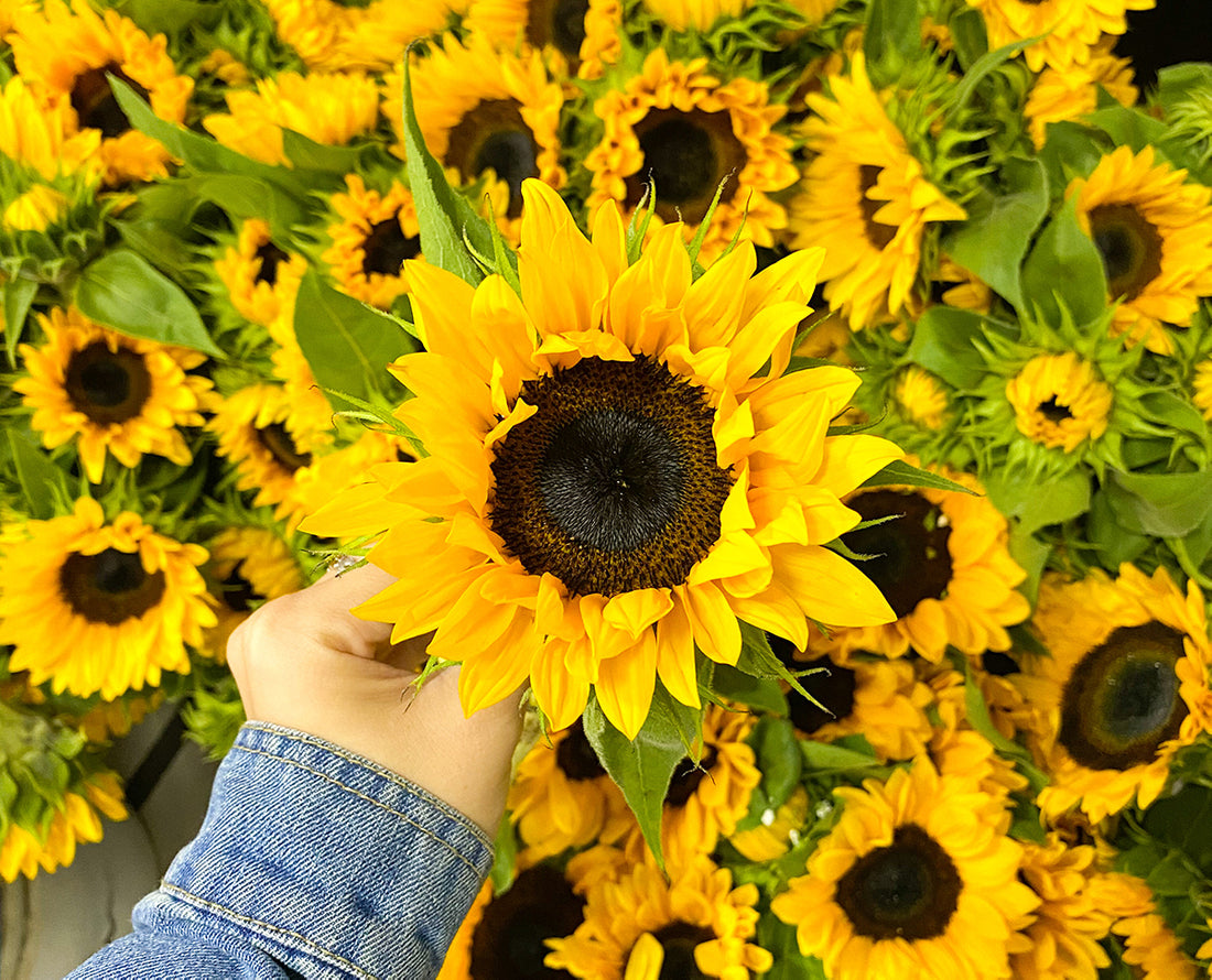 Descubre el significado de regalar arreglos con girasoles – Miss Flores  Bolivia