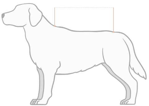 Dog back measurement indication