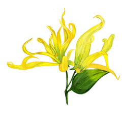 Ylang Ylang Flower - Ovi Earth