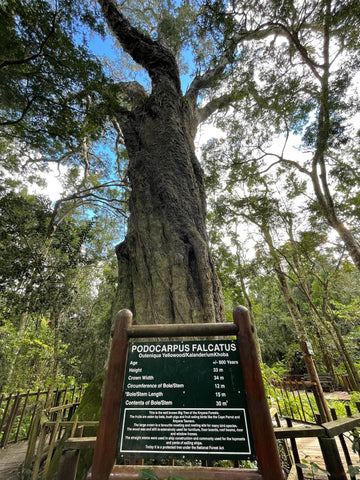 woodville big tree