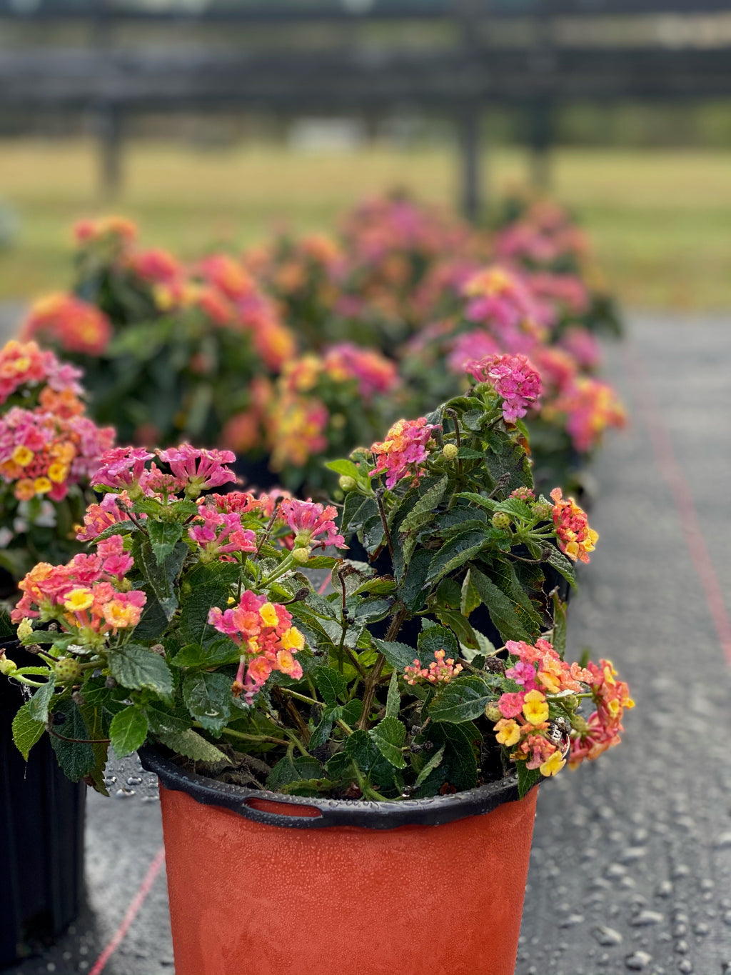 Petunias - Artificial Petunia Stems - UV Resistant Outdoor Spring Flow –  usawholesalesupplycc