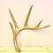 Large Gold Painted Antler, Texas White Tail (A6)