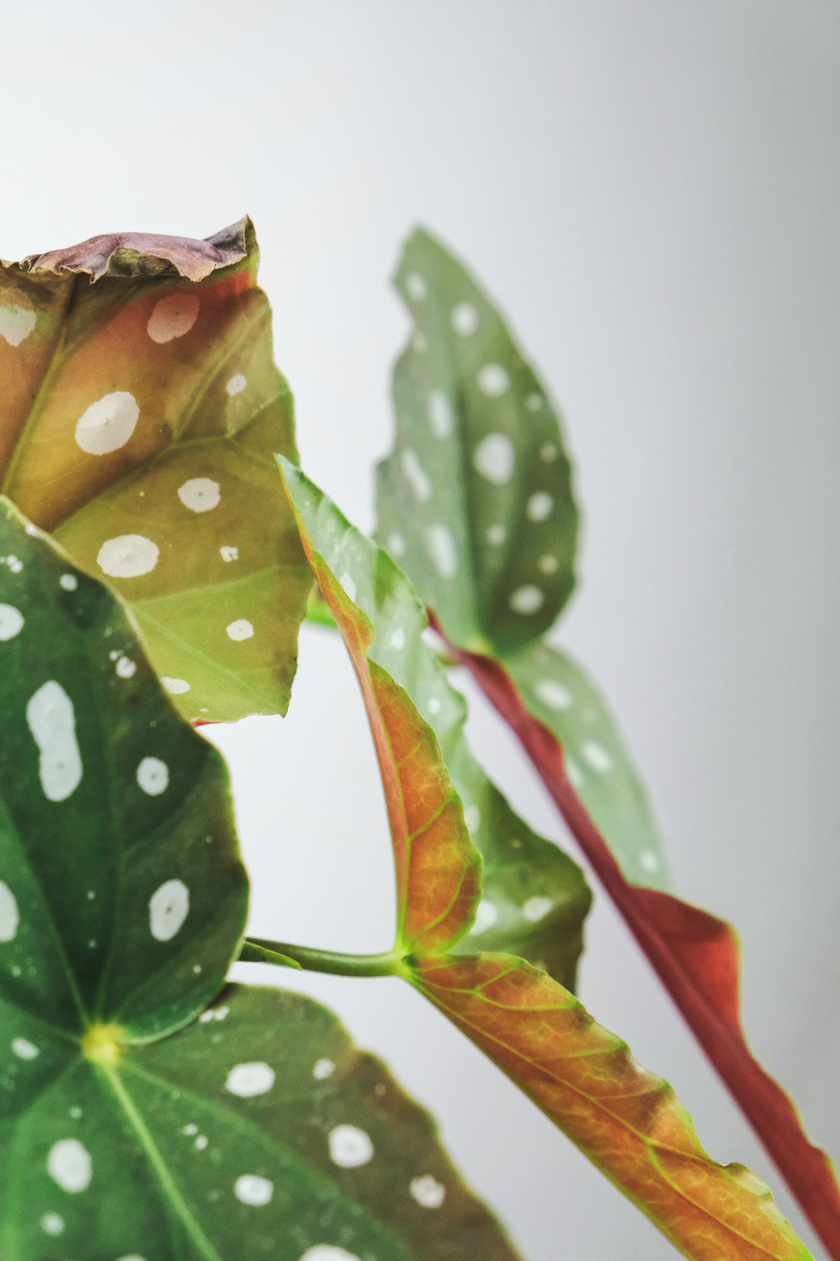 Begonia Cuidados: La Mejor Manera de Mantenerlas – nāu green