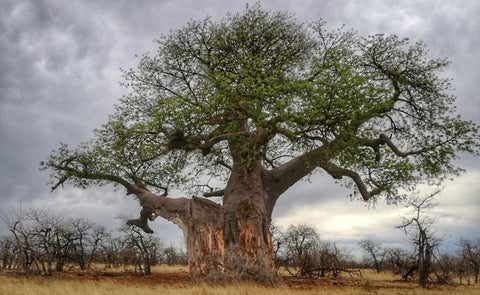 5 PLANTES AFRICAINES A DECOUVRIR POUR L'ENTRETIEN DU CORPS ET DES CHEVEUX –  Amazing Sopie