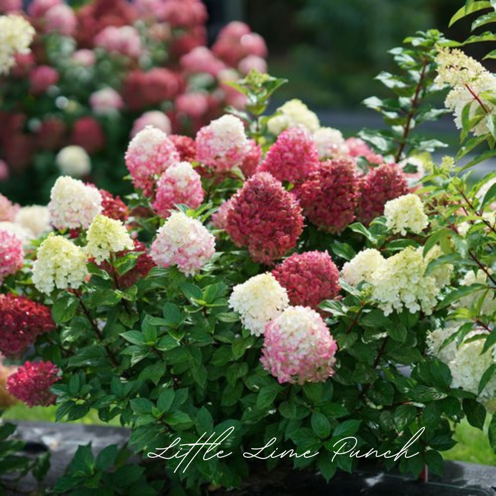 Tuff Stuff™ Red Mountain Hydrangea - DISCONTINUED