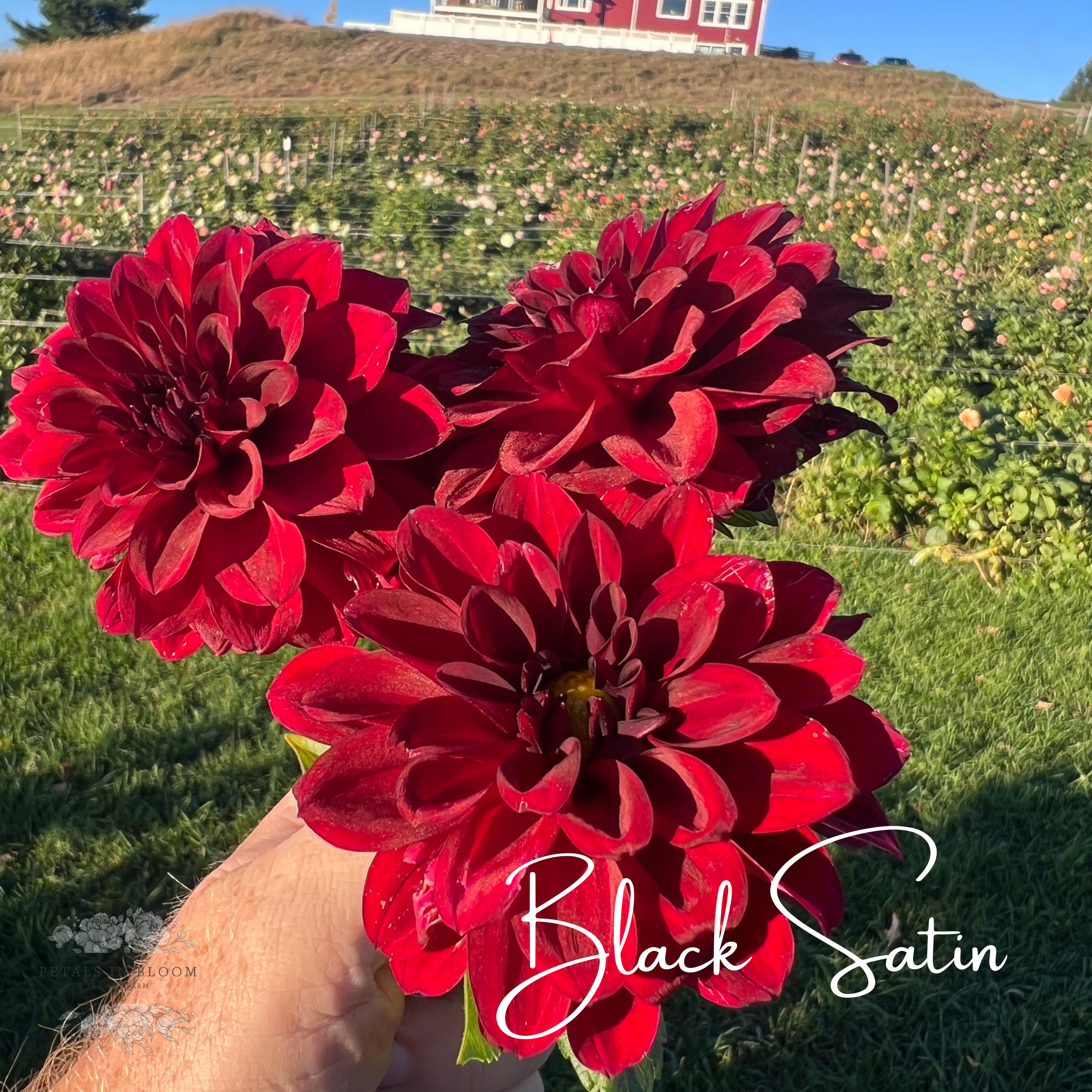 Black Satin Dahlia Tuber