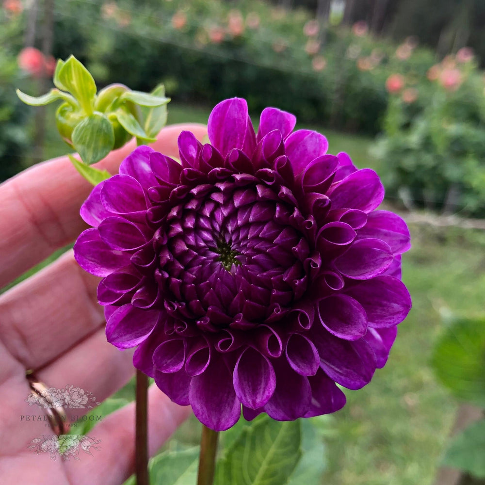 Robann Royal Dahlia Tubers – Petals In Bloom Flower Farm