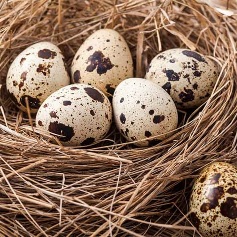 Quail Eggs for dogs