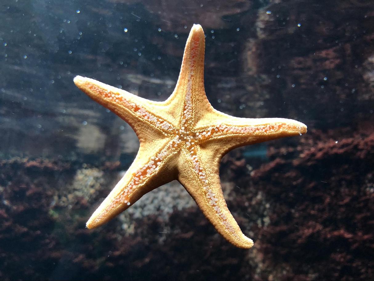 asymmetrical-design-rotation-symmetry-starfish