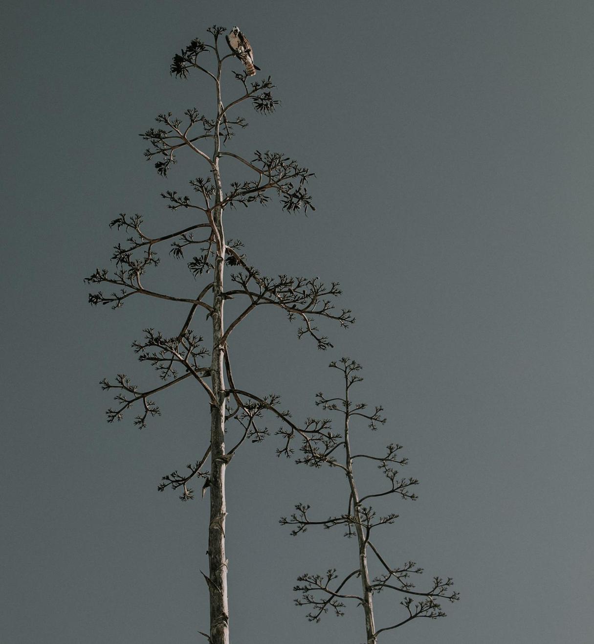 asymmetrical-design-tree-branches