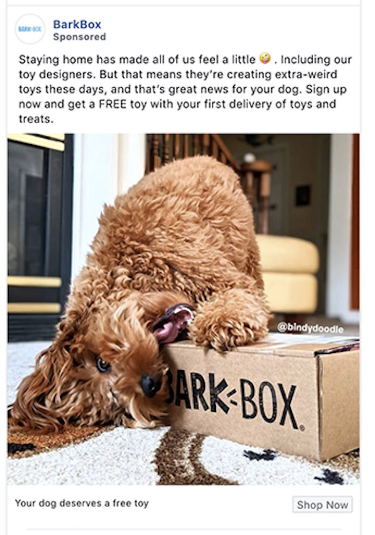 paid social: barkbox ad displaying a dog chewing on a cardboard box