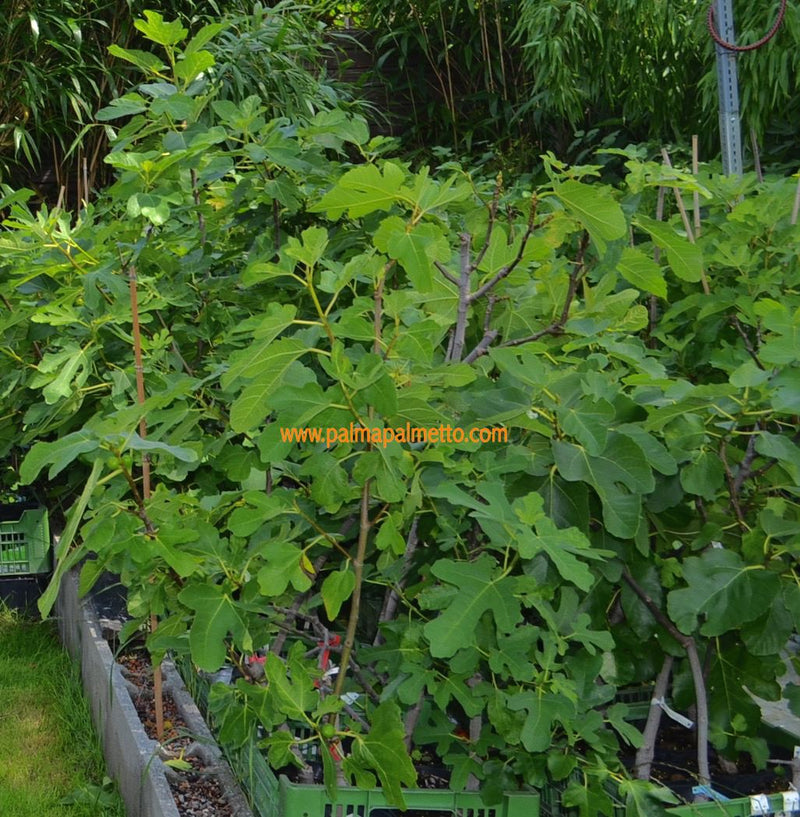Ficus carica "Amatrice Casale" 60-80 cm / 5-7 Lt.Tpf