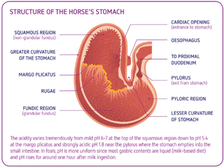 horse stomach