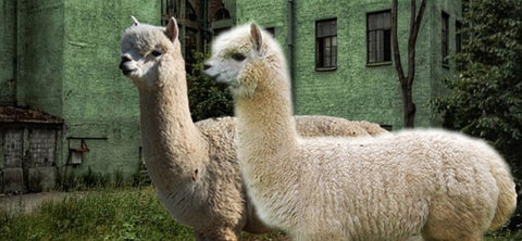 WHY IS ALPACA WOOL SO SPECIAL? – Be ALPACA