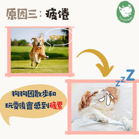 原因三：疲倦😴 當你們與狗狗散步和玩耍後，他們會感到疲累而歎息。😮‍💨這表示他們感到疲累並需要休息，所以你們好好讓他們休息，不要刻意打擾他們。同時，調整狗狗運動量，安排適量的運動。