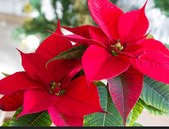 Pet Safety During the Christmas Season: Protecting Your Furry Friends_1.Poinsettia