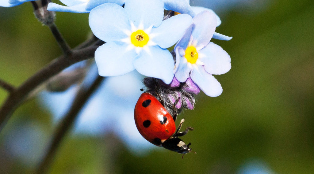 Ladybug hanging from blue flower