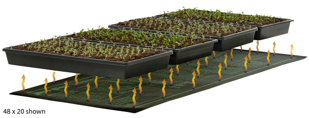 4 flats on a seedling heat mat