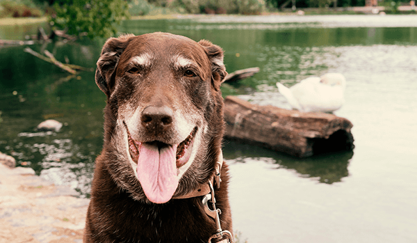 CBD for Senior Dogs