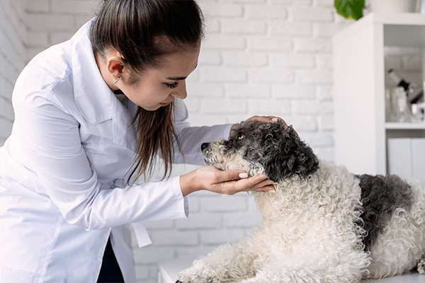 Consult Your Vet Before Giving Your Pet CBD