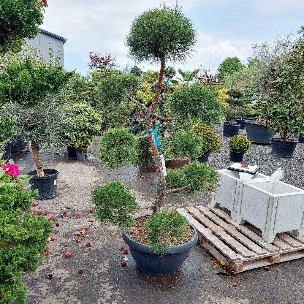 chaos Kosten struik Bonsai Boom Pinus – De Japanse Tuin